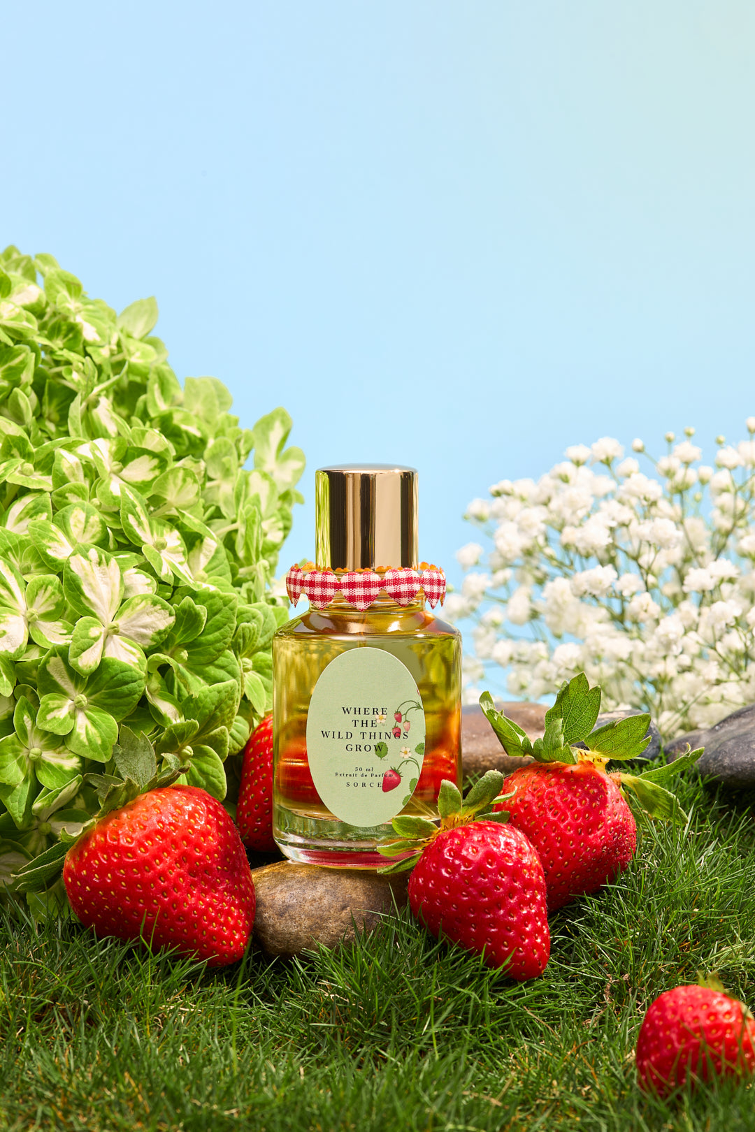  WILD STRAWBERRY 超美品 Where The Wild Things Grow I – Sorce
